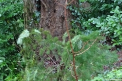 Dawn Redwood Sapling