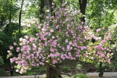 Rhododendron in bloom