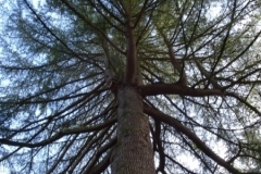 Sequoia