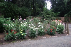 Rose garden