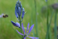 camas lilly