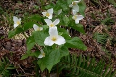 trillium
